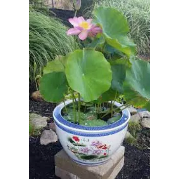 Pot Lotus Plant